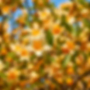 Blooming orange blossoms during the festival