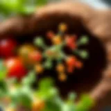 Illustration depicting the molecular structure of Vitamin B12