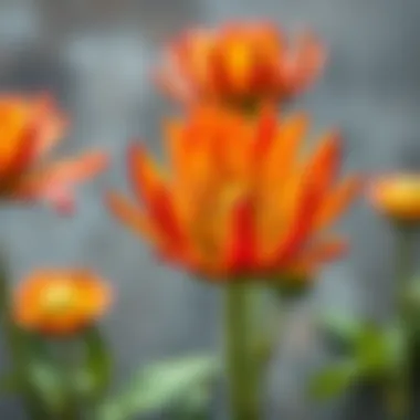 A close-up of a vibrant flower in full bloom