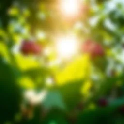 Sunlight filtering through leaves