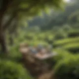 A serene landscape depicting a tranquil tea garden