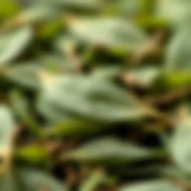 A close-up of fresh green tea leaves