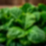 Fresh spinach leaves ready for cooking
