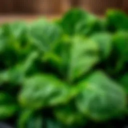 Fresh spinach leaves ready for cooking