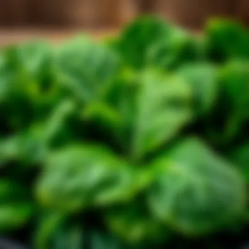 Fresh spinach leaves ready for cooking