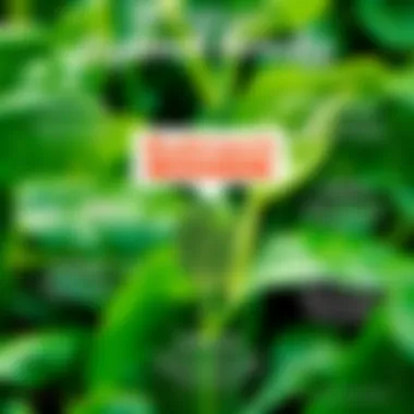 Nutritional chart illustrating the benefits of spinach