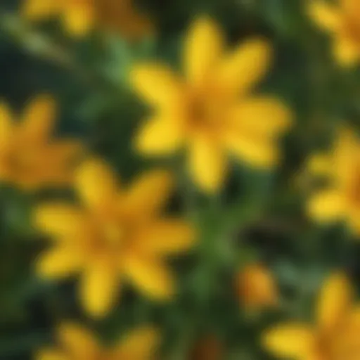 Close-up of St. John's Wort flower showcasing its vibrant yellow petals and unique structure.