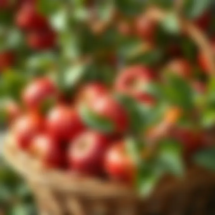 A basket filled with fresh red apples