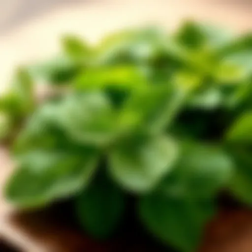 Fresh mint leaves with a vibrant green hue