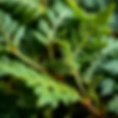 Close-up of nettle leaves showcasing their texture