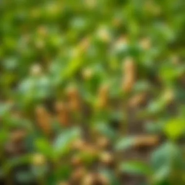 Peanut plants in a field, emphasizing their growth cycle