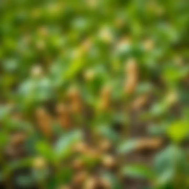 Peanut plants in a field, emphasizing their growth cycle