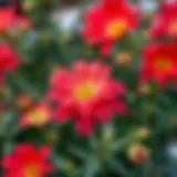 A vibrant display of Salkım Çiçeği flowers in full bloom, showcasing their delicate petals and rich colors.