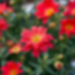 A vibrant display of Salkım Çiçeği flowers in full bloom, showcasing their delicate petals and rich colors.