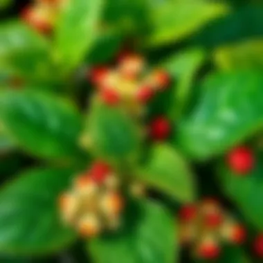 A close-up of Salkım Çiçeği leaves and flowers, emphasizing their nutrient-rich profile and health benefits.