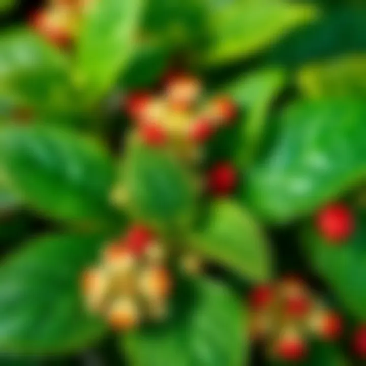 A close-up of Salkım Çiçeği leaves and flowers, emphasizing their nutrient-rich profile and health benefits.